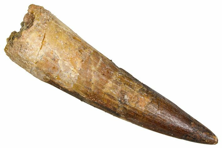 Fossil Spinosaurus Tooth - Real Dinosaur Tooth #381008